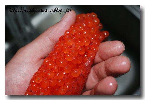 いくらの醤油漬け ☆ 今年も作っていますよ〜 ♪_d0069838_13521489.jpg