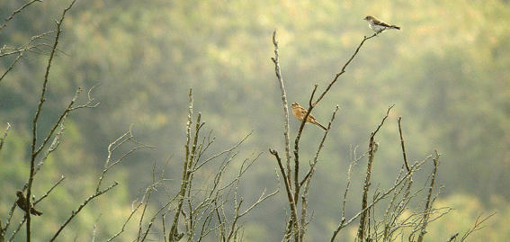 峯山の秋の鳥_c0042548_8393810.gif