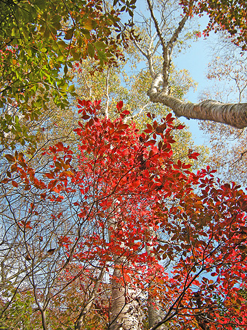 10月1日　赤城小沼紅葉 2009_a0001354_18305429.jpg