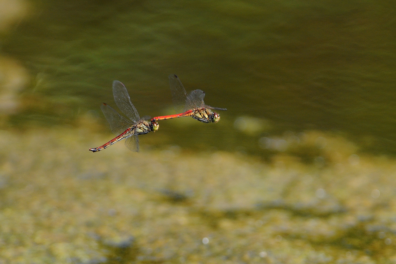 アカネの飛翔_f0055257_2304942.jpg