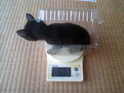 仔猫たち〜生後51日目備忘録（8週）_f0054859_903558.jpg