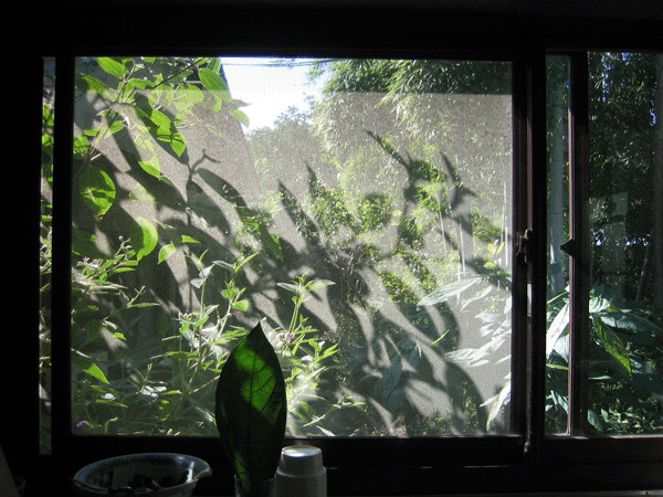 c0002860_208091.gif