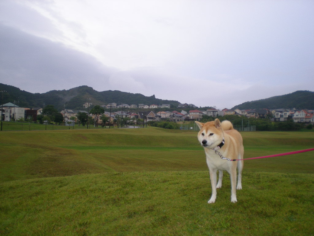 2009年10月1日(木)晴れてるし庭仕事!_f0060461_10535517.jpg