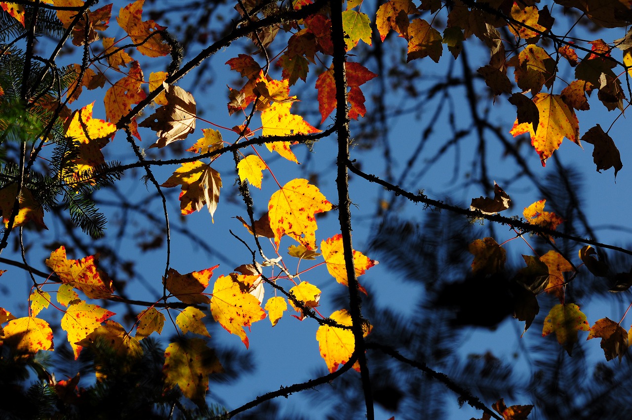 紅葉 inアルゴンキン州立公園_c0209285_11133581.jpg