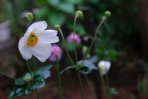 ちょっと晩生の秋明菊…_c0124100_16592051.jpg