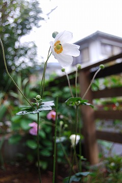 ちょっと晩生の秋明菊…_c0124100_1723497.jpg