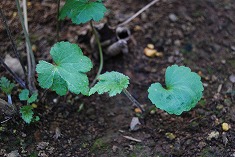 ちょっと晩生の秋明菊…_c0124100_173469.jpg