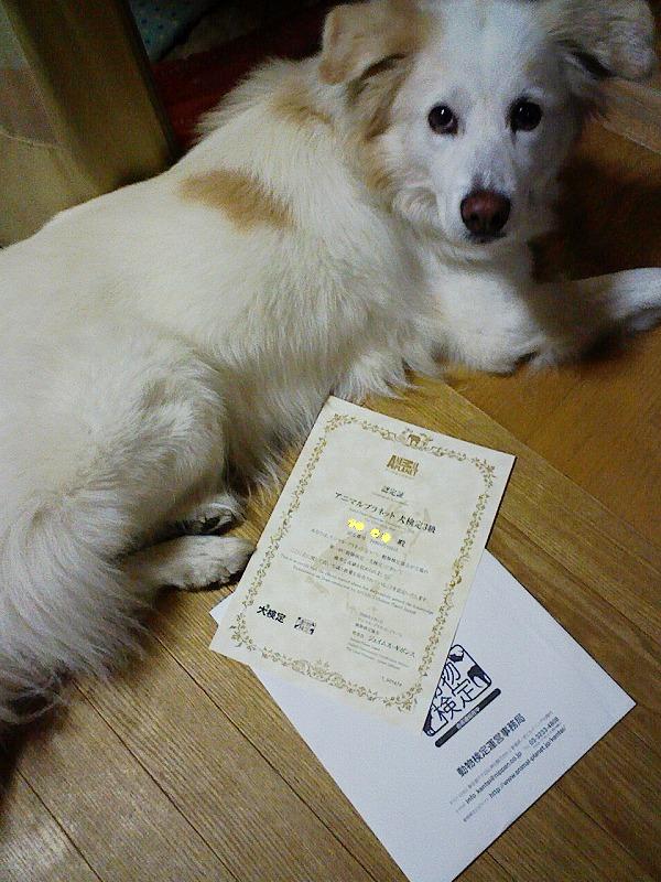 犬検定　合格！　/　Passed the dog test!_a0032004_2001379.jpg