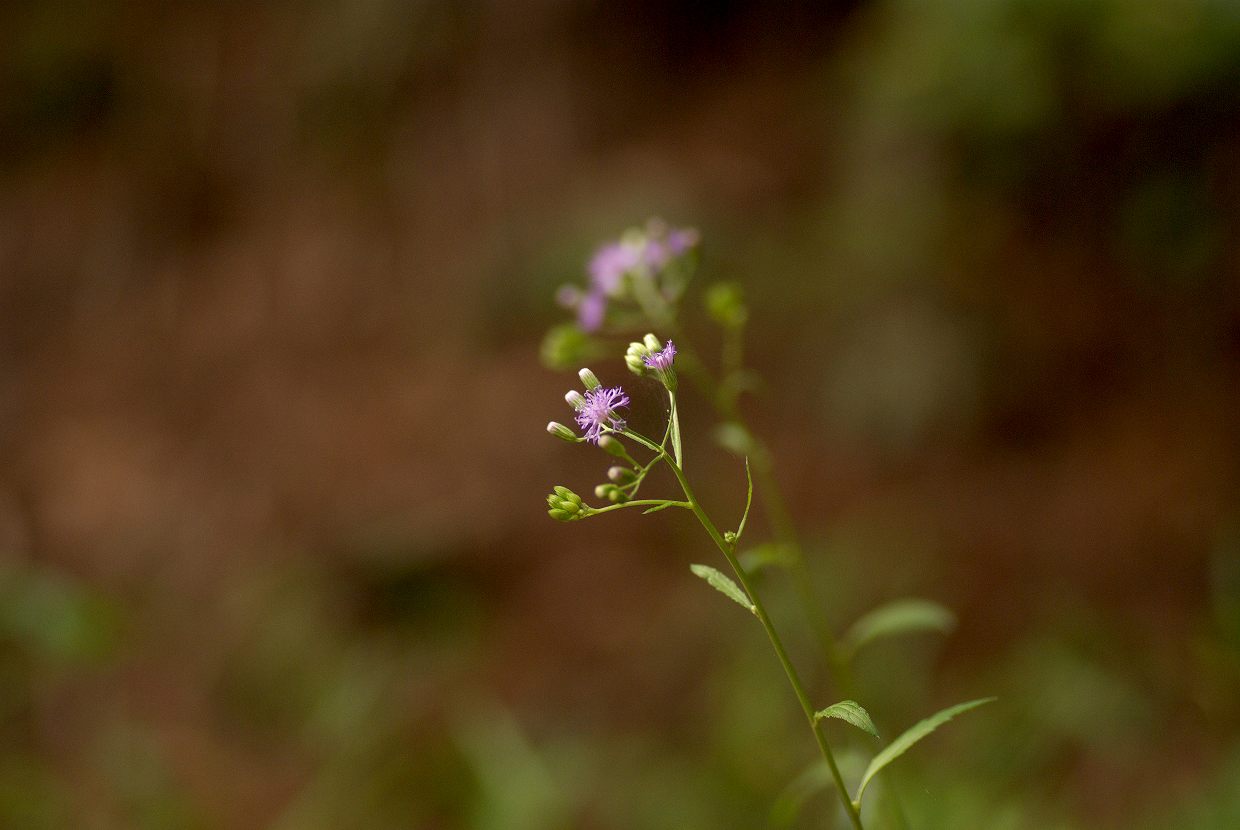 b0174905_8262091.jpg