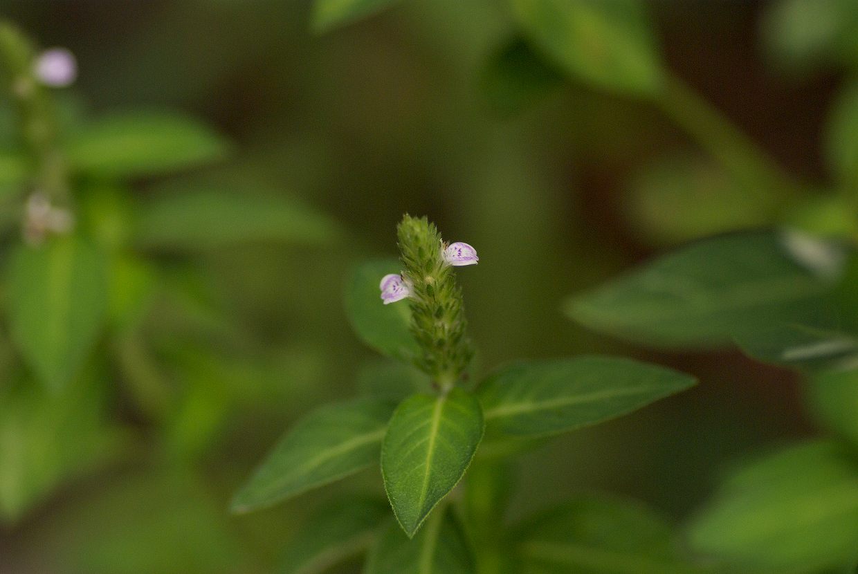 b0174905_828816.jpg