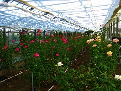 a0036808_178371.jpg