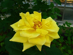 a0036808_1784313.jpg