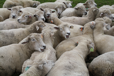 ひつじが1匹、ひつじが2匹、、、 : 羊をめぐる北海道の日々2