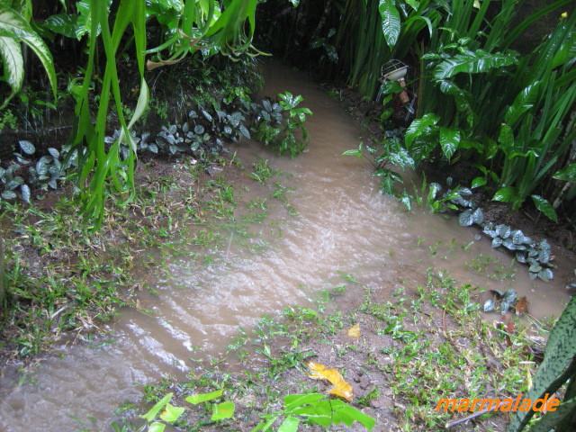 雨が降ると・・・！_f0191927_1455713.jpg