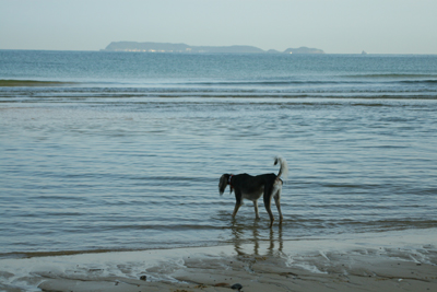 海へ_a0097735_3331464.jpg