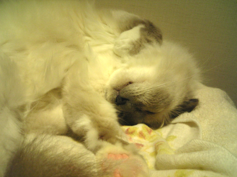 d0140838_0309100.jpg