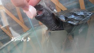 生まれた時からずっと次男♪_e0195743_2325127.jpg