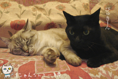 やっぱり、こうなるか…_e0031853_19434977.jpg