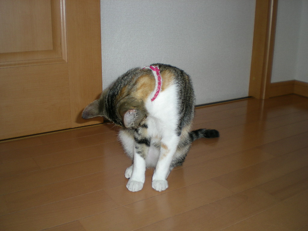 2009年10月2日(金)雑食系女子って?_f0060461_21262193.jpg