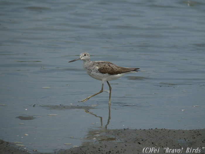 アオアシシギ　　Greenshank/ Tringa nebularia_b0069564_19111951.jpg