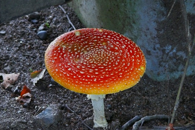 f0000866_99354.jpg