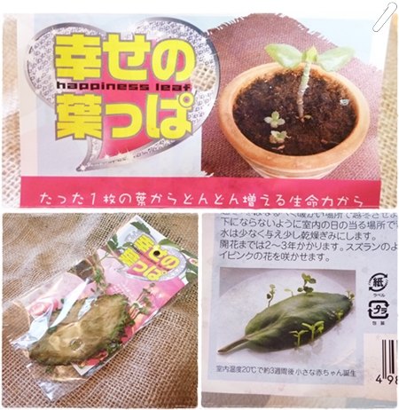 おおっー 幸せの葉っぱ とは 100yen Zakka