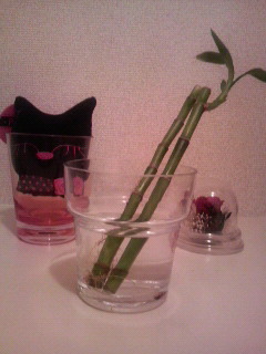 植物(￣0￣)！！_b0104981_2364857.jpg