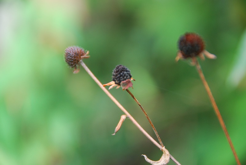 c0187781_86873.jpg