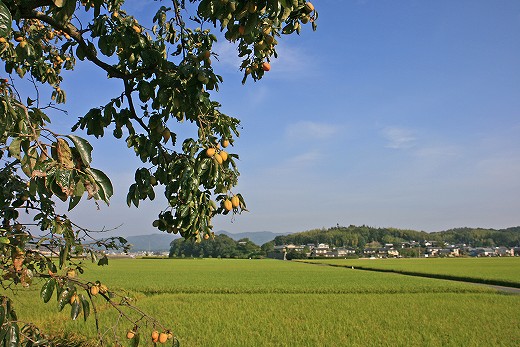 初秋の備中国分寺_e0190885_20213660.jpg