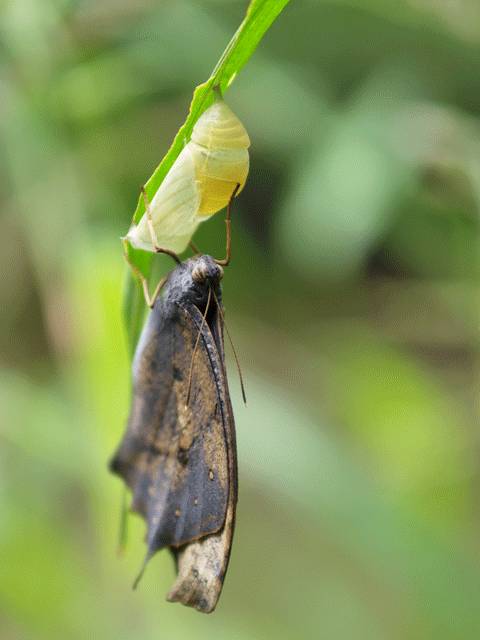 クロコノマチョウの羽化 90 Papillon 蝶の写真を撮っています クロコノマチョウの羽化 90 Papillon 蝶の写真を撮っています