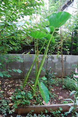 c0124100_18214590.jpg