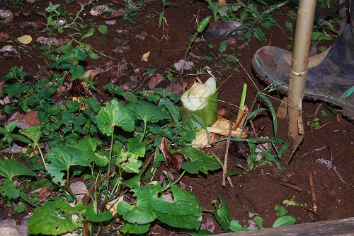 c0124100_18262482.jpg