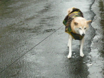 e0131506_0225966.jpg