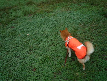 e0131506_0381531.jpg