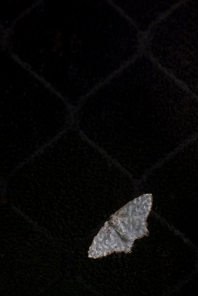 moth×moth_f0155808_3321279.jpg