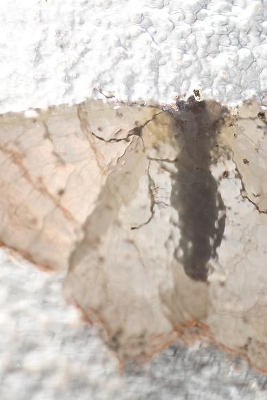 moth×moth_f0155808_3332865.jpg