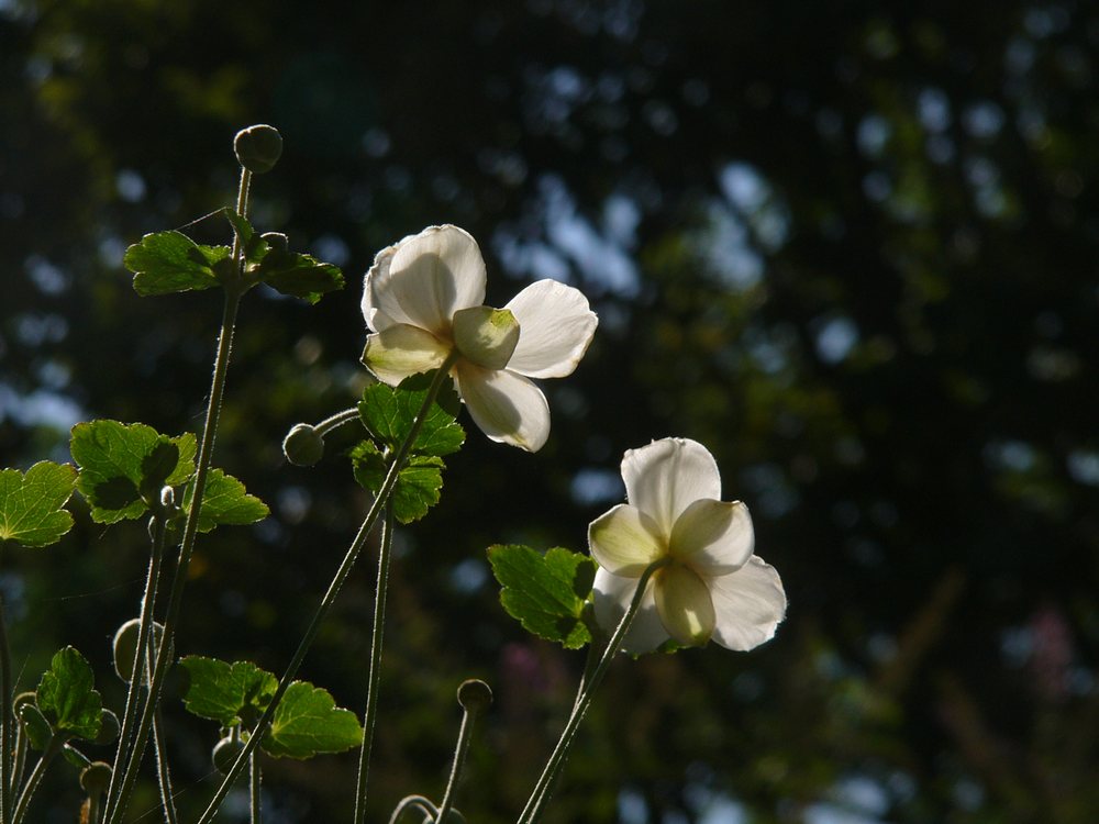 私の好きな秋の花・１_c0062511_2394277.jpg