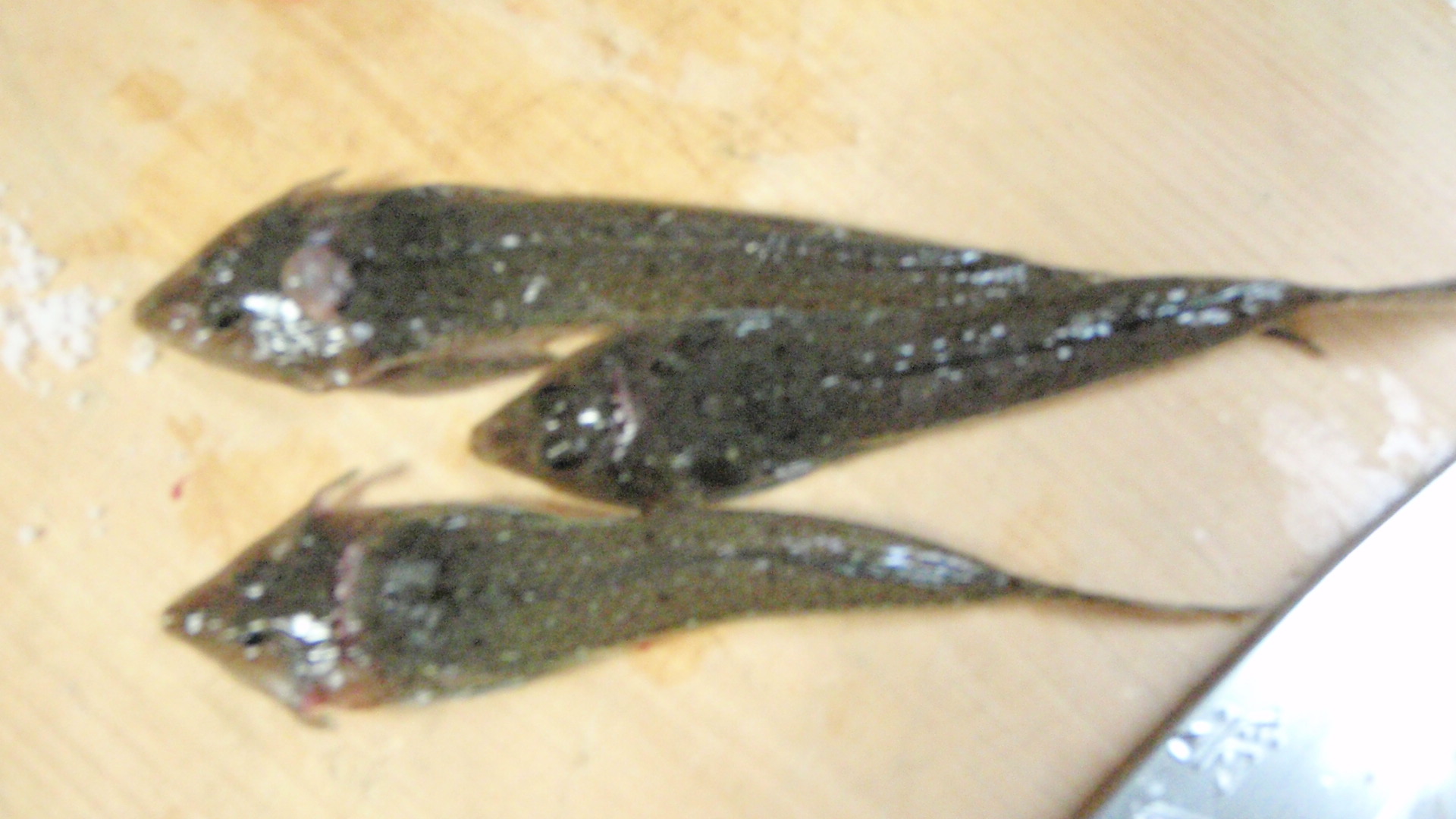 ヌメリゴチ 魚料理を極めろ ヌメリゴチ 魚料理を極めろ
