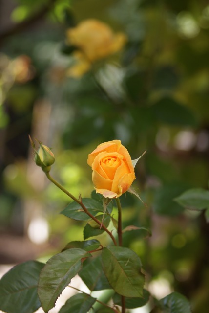 f0170524_142543.jpg