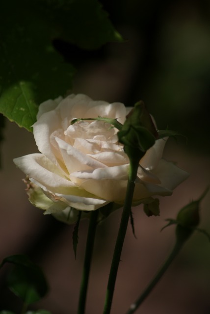 f0170524_1432457.jpg