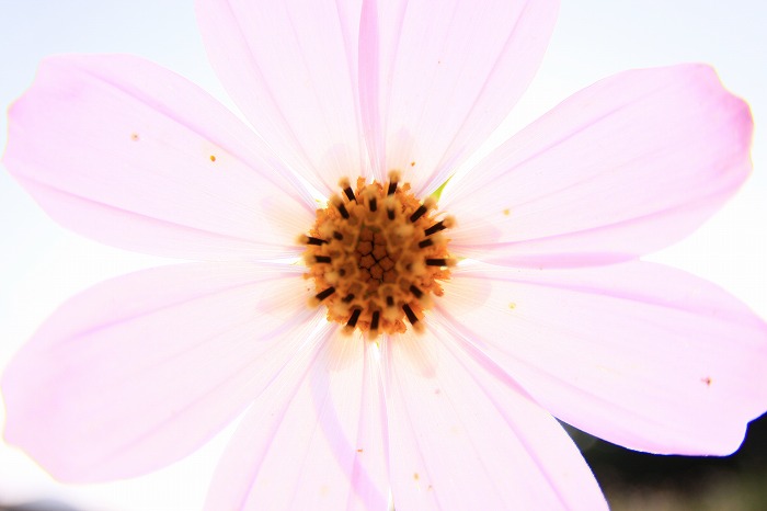 秋桜－Cosmos－_b0168041_16115029.jpg