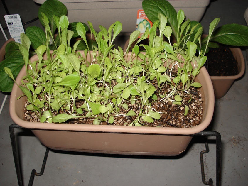 ひょろひょろ くまくま日和 ひょろひょろ くまくま日和