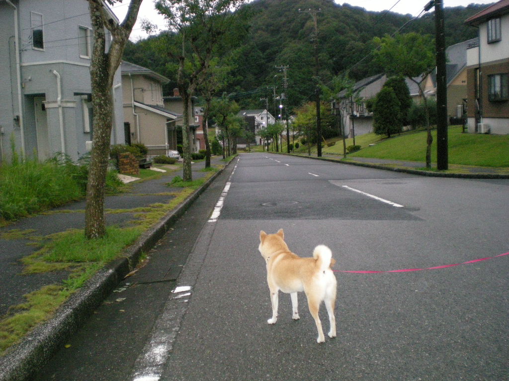 2009年10月3日(土)十五夜とこころちゃんのお手柄!_f0060461_15104773.jpg