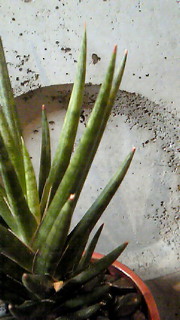 a0125667_114370.jpg