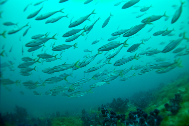 回遊魚 素潜り写真道 回遊魚 素潜り写真道