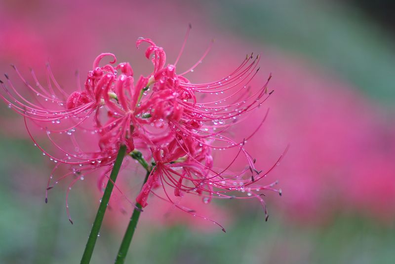 嬉しい通り雨②_e0152576_22521734.jpg