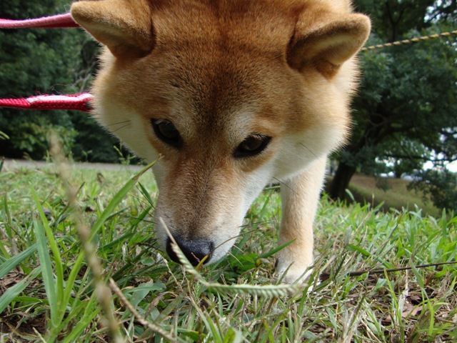 茂みの中から_a0126590_23262814.jpg