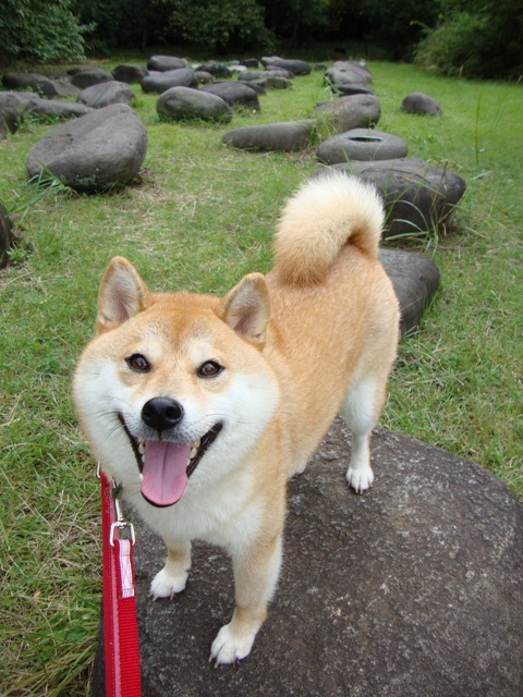 茂みの中から_a0126590_23373272.jpg