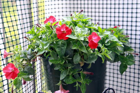 c0090198_3451142.jpg