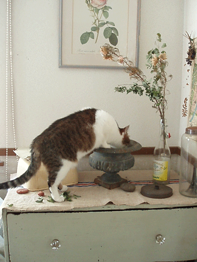 c0129702_20404224.gif